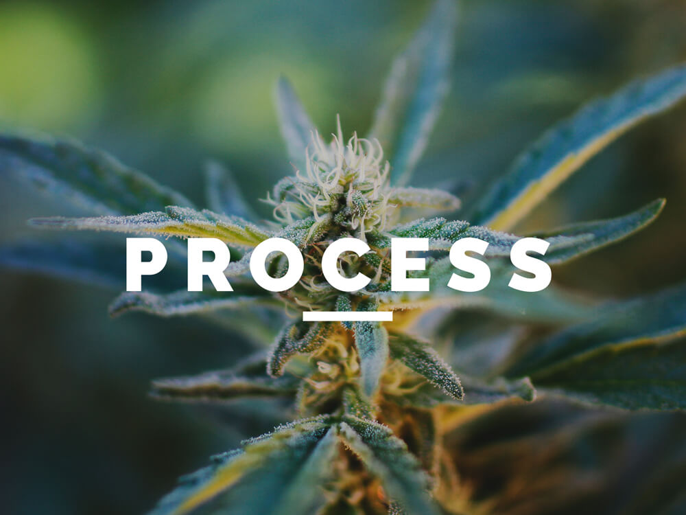 Cannabis Accounting Process | Marijuana Accounting Companies | Denver, Colorado
